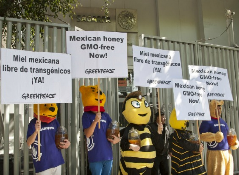 Mexiko: Keine Gentechnik in unserem Honig